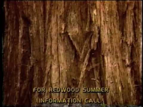 Redwood Summer: Where the 90s Begin
