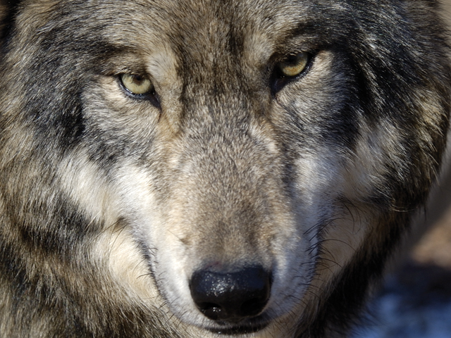 Yellowstone National Park, gray wolves, wolf wars