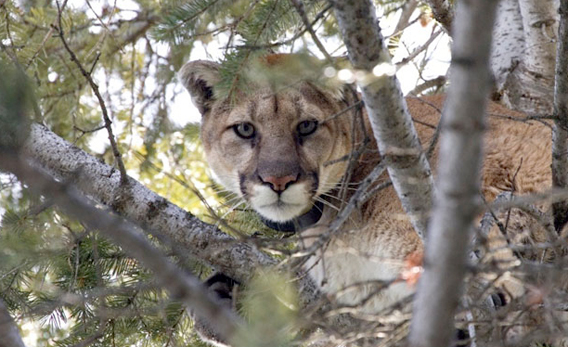 mountain lions see their habitat decreasing