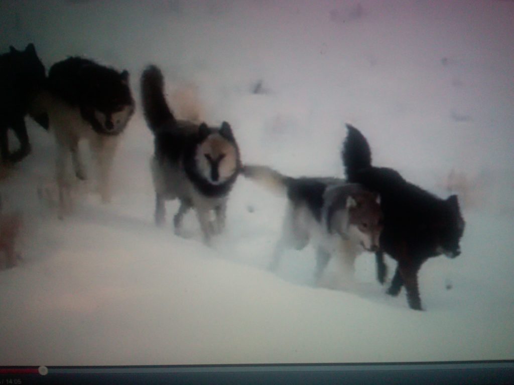 wolves, Yellowstone National Park, endangered species