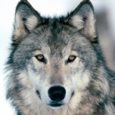President Obama's Department of the Interior announced the national delisting of all wolves except the Mexican wolf. Prominent conservationists argue this is wrong-headed because (1) the wolf isn’t really recovered, and (2) Existing state management is so bad that the “recovered” population will soon decline to nothing but a tiny token population.