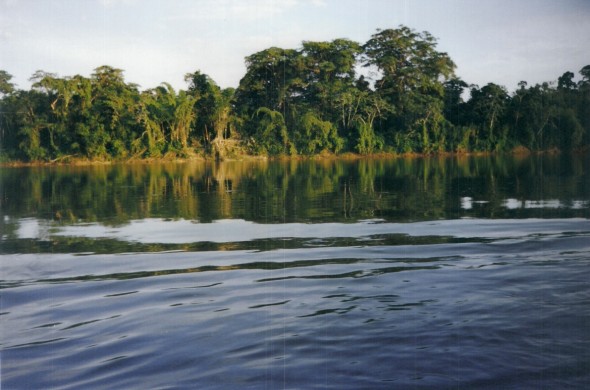 Lower Rio Patuca Bamboo By Jack Eidt