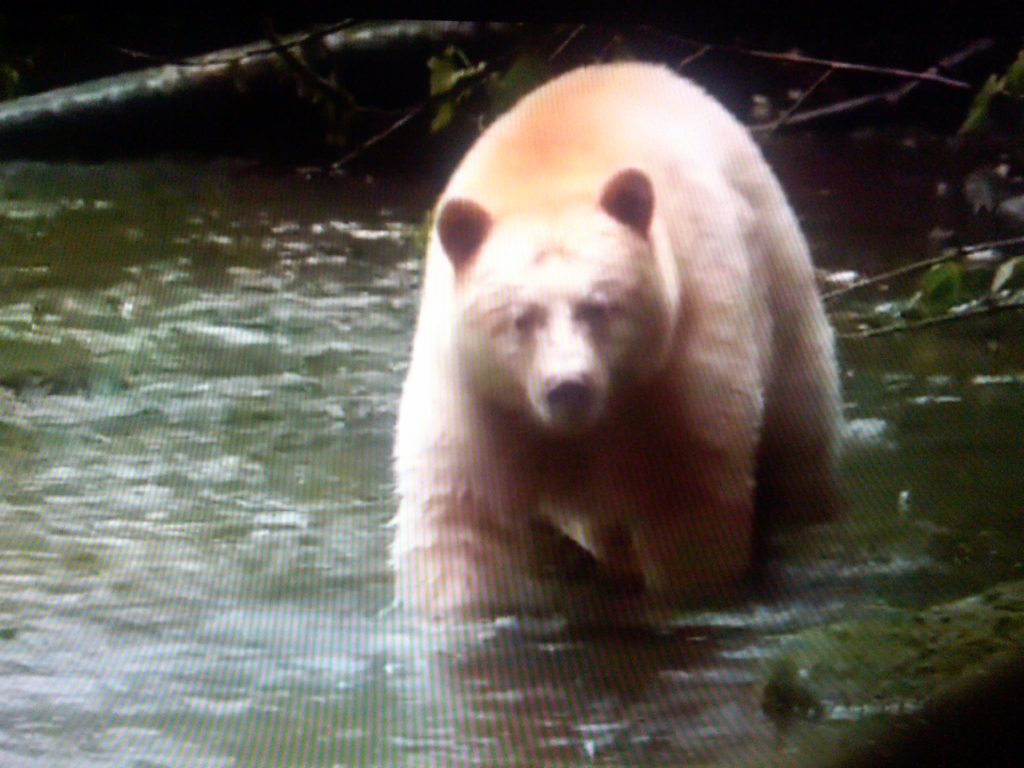 Great Bear Rainforest, British Columbia