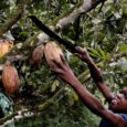 Chocolate often originates from the hands of children working as slaves. In Côte D’Ivoire and other cocoa-producing countries, an estimated 100,000 children labor in the fields, many against their will. Action taken now demands that Hershey "Raise the Bar" on their fair trade labor practices.