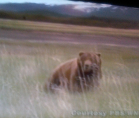 Grizzly Bears rarely pose dangers to humans in the wild
