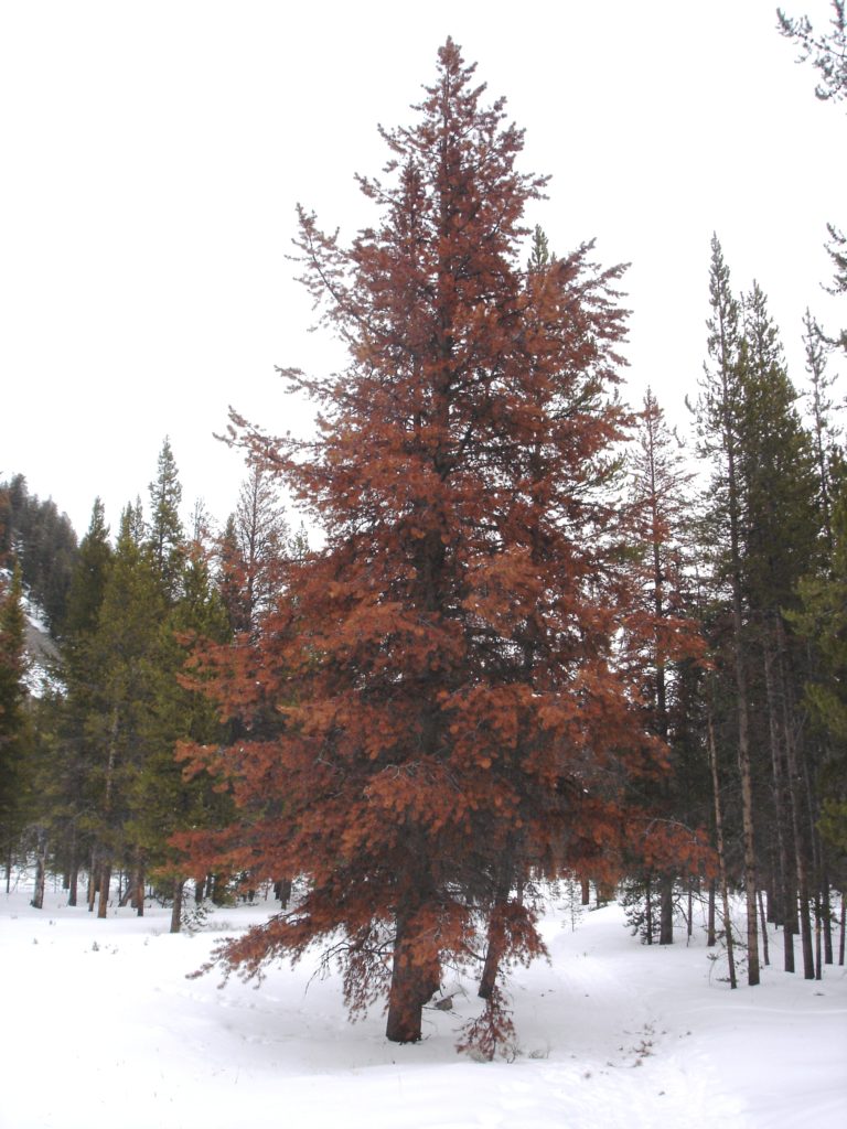 Pine Rust By Jack Eidt