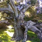 Jessica Aldridge, majestic oak