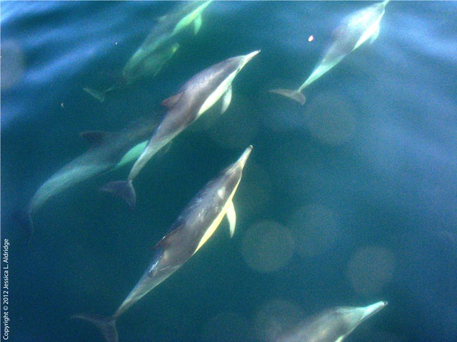 dolphins, Santa Monica Bay