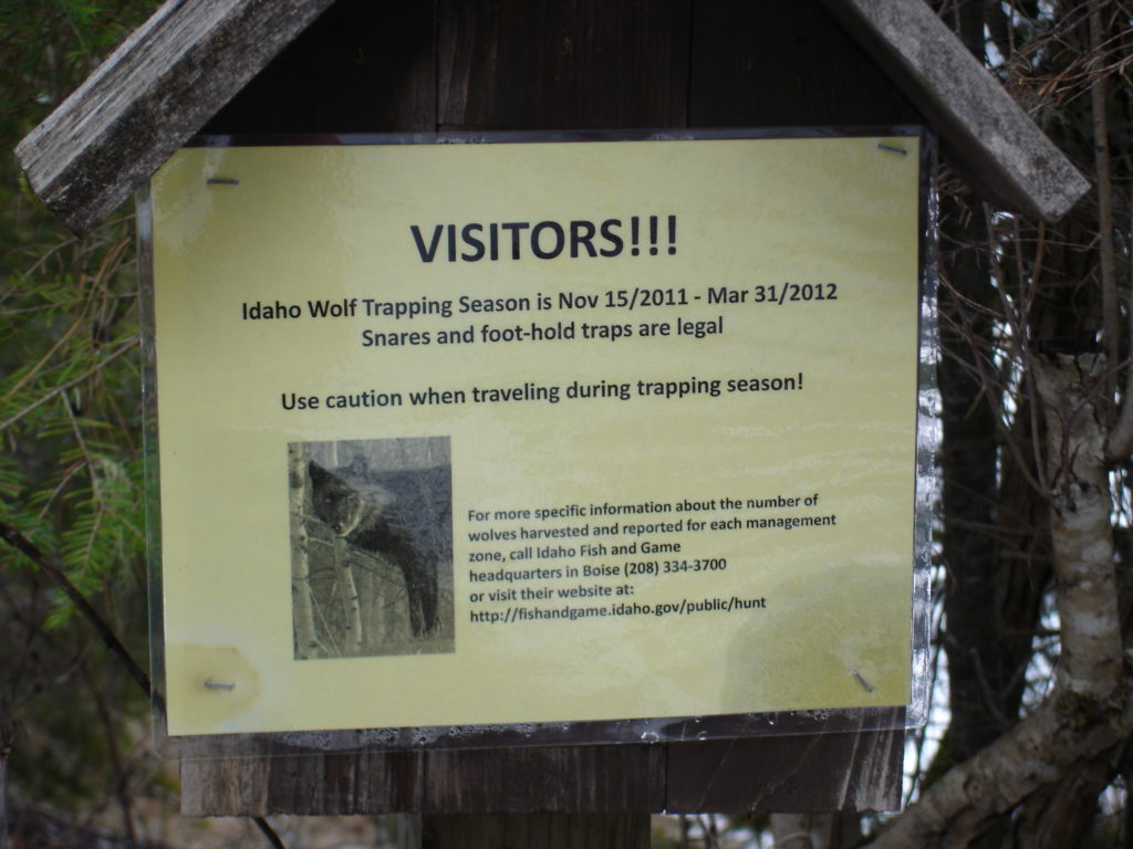the wolf hunt is on during the winter...for now