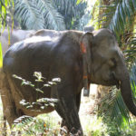 Elephants in Borneo: Need Lowland Forest Range