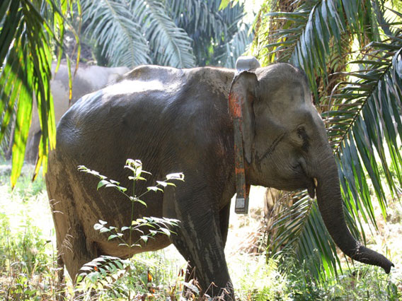 Bornean elephant passing through palm oil plantation.