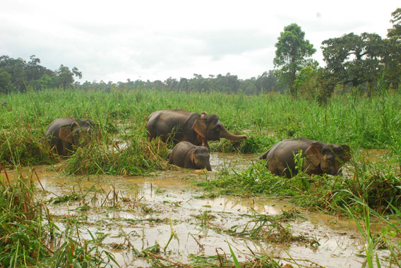 Putut (center) and her family, Bornean elephants in Malaysian Sabah