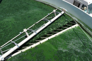 biofuels, algae, biodiesel