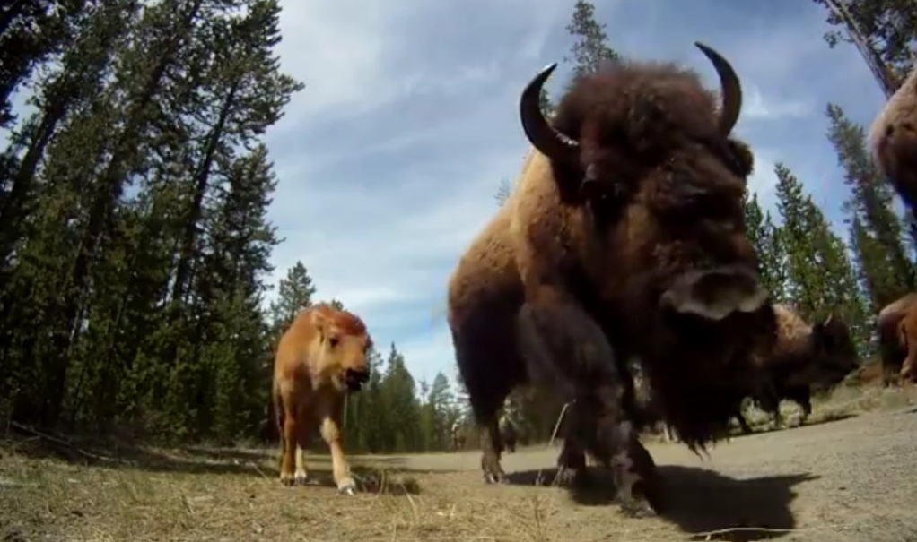 buffalo and calf up close in Yellowstone