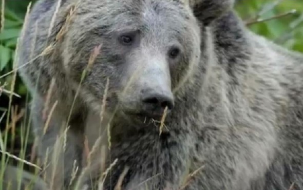 screenshot from Santa Ana Mtns Wild Heritage Project