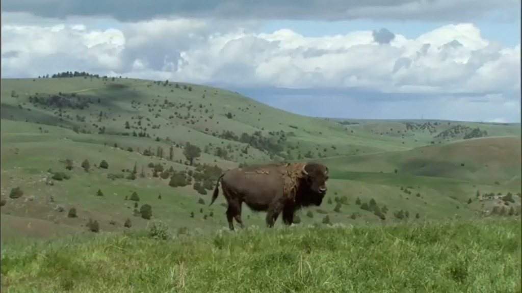 screenshot from the Montana buffalo and the Crow People