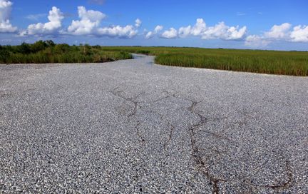 Plaquemines Parish - Fish Kill Mississippi River Delta from NOLA.com