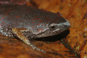 Kelly Swing - Narrow-Mouth Frog - Yasuni National Park, Ecuador most biodiverse park in the world