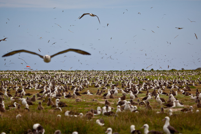 Chris Jordan - The Paradise of Wild Midway Midway: Message from the Gyre
