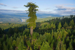 Michael Nichols - Old Growth Redwood Forest Humboldt California Redwoods