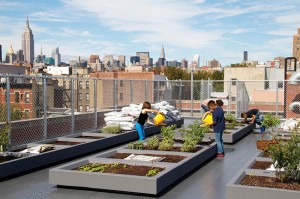green roof urban farm in East Village