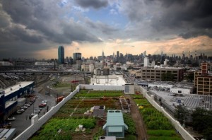 urban agriculture rooftop gardens