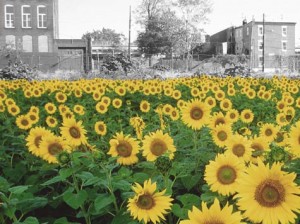 Farmadelphia - Sunflowers - Front Studios urban farming in Philadelphia