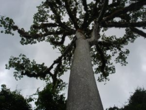 Sacred Ceiba Tree at the Maya Ruins of Tikal, Guatemala