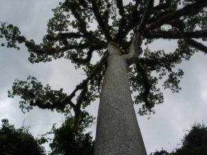 Jack Eidt - Tikal World Tree Sacred Ceiba Tree at the Maya Ruins of Tikal, Guatemala