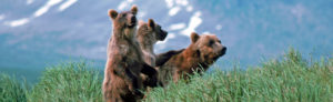 Larry Aumiller - Grizzly family from Vital Ground grizzly bear Northern Rockies