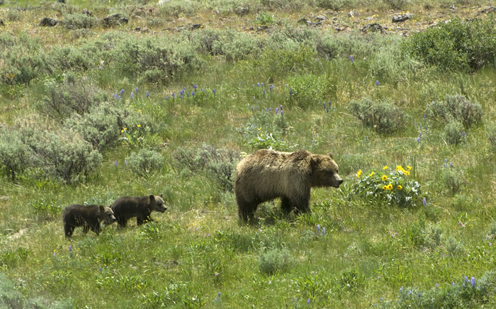 grizzly bear conservation