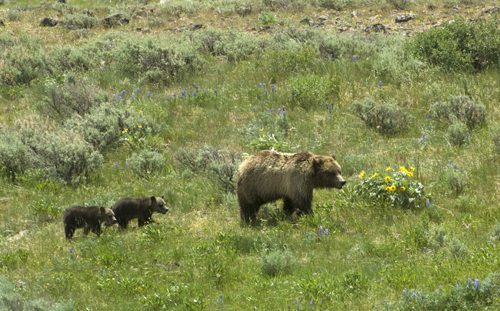 Tom Murphy - Grizzly Sow and Cubs - Greater Yellowstone Coalition grizzly bear conservation