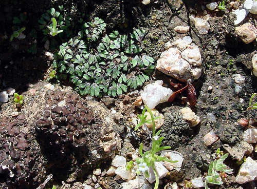Desert ecosystem