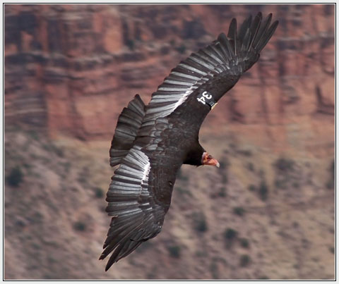 Condor Recovery Program
