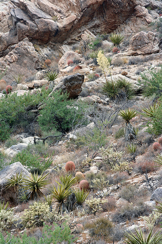 desert ecosystem