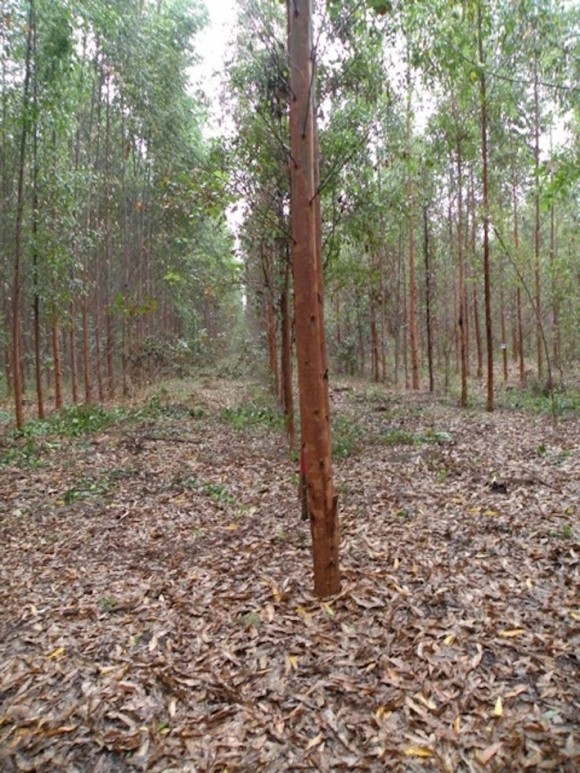 Global Justice Ecology Project