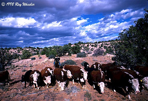 livestock, desert ecosystem, overgrazing