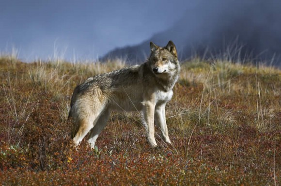 wolf wars, endangered species act