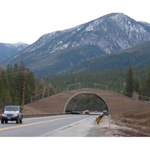 wildlife crossings