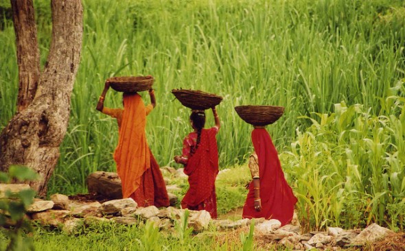 Vandana Shiva, seeds