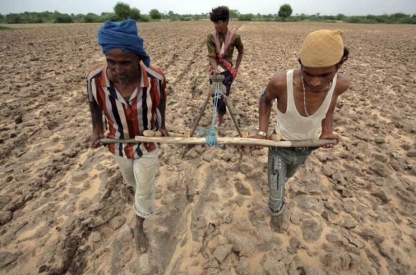 gmo agriculture, monsanto, india