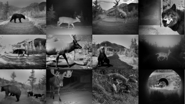 wildlife connections