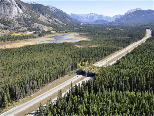 habitat, wildlife crossing