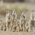 The BaVenda (also known as Venda), a Bantu tribe living in Southern Africa, tell a traditional myth about how the meerkat gave all the animals their special colors.