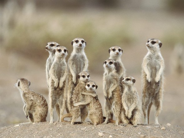 south african myth how animals got their color wilderutopia com