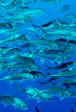 Isla del Coco poaching, threats to marine ecosystem, sharks