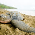 The murder of 26-year-old sea turtle conservationist Jairo Mora in late May exposed cracks in Costa Rica's international environmental image, and proved that protecting nature sometimes has a terrible cost. Official corruption, lax regulations, and drug trafficking threaten the environmental bounty of Central America's most visited country. 