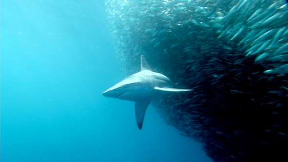 Captain Paul Watson, sharks, conservation, Pacific Ocean