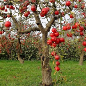 apples. apple cider vinegar health benefits