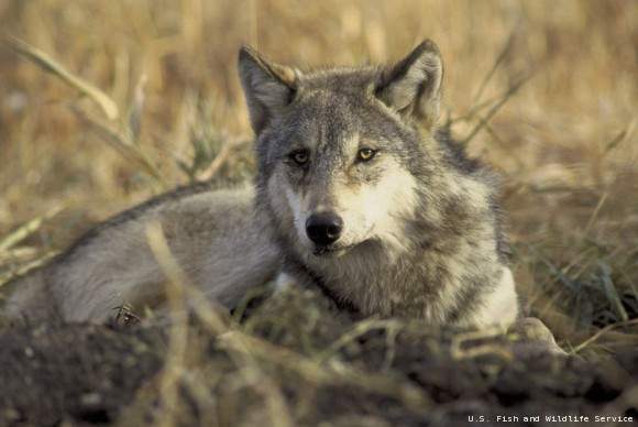 wolves, endangered species act, wildlife